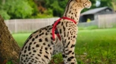 Piknik z kotem: bądź lub nie